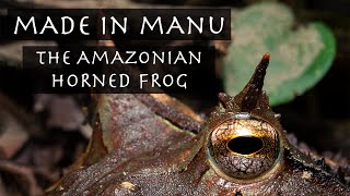 Made in Manu: The Amazonian Horned Frog