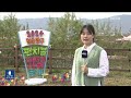 ‘벌써 겨울 준비’ 양구 시래기 수확…축제도 열려 kbs 2024.11.02.