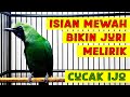 ISIAN MEWAH..!! JURI PASTI YESS..!! CUCAK IJO GACOR BONGKAR ISIAN MEWAH #cucakijo #isianmewah