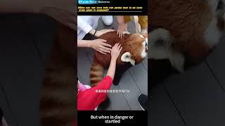 连打喷嚏都这么可爱的小熊猫谁能不爱它 Who can not love this red panda that is so cute even when it sneezes? #giantpanda