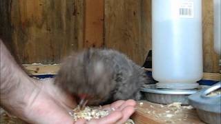 Breakfast in Bed