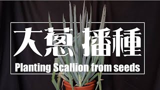 大蔥播種 | Scallion Vlog | Planting Scallion from seeds |#shorts