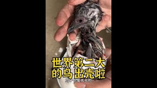 给世界上第二大的鸟做剖腹产手术你见过吗？我孵化的鸸鹋出壳啦！#人工孵化 #神奇动物在抖音 #蛋壳宝宝出生 #坚强的小生命 @DOU+小助手