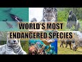 The World's Most Endangered Species Of 2020