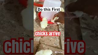 🚨 What to Do Immediately When Your Day Old Chicks Arrive! 🐣✅ #poultrytips #broilerfarming