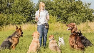 DOG TRAINING FUNDAMENTALS | Develops your Dog's