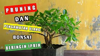 Proses Pruning Dan Pengawatan Ulang Bonsai Beringin Iprik