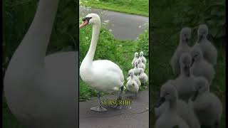 Swan Family Crossing The Road