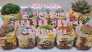 별란지공방. 다육이화분 이벤트 소식이요..  머지않아 이벤트를,통해 그라체그림분을 모료로 보내드릴거예요..구독  꼭해주세요^~