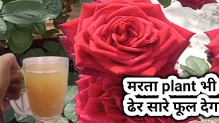 धूप से  सूखते गुलाब में डाले नयी जान/Rose plant care in summer/Save rose/ Rose plant fertilizer