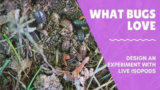 What do Bugs Love - Entomology and Isopods Kids Science Experiment