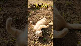 എന്നെ തല്ലല്ലേ അമ്മാവാ #shorts#comedy#😺