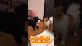 【トイプードル✖️ポメチ】じゃれ合う二匹！#dog  #animals #犬#동물 #개#कुत्ता