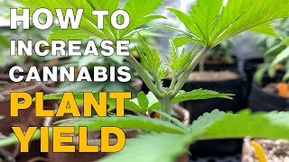 HOW TO INCREASE CANNABIS PLANT YIELDS  ( GUIDE TO TOPPING )