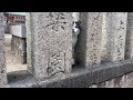 2025年　あけましておめでとうございます　神社やお寺に居る猫は癒される