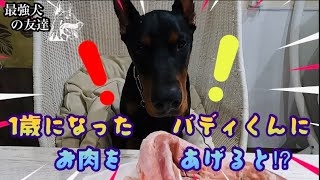 ドーベルマン・バディにお肉をあげたら…『最強犬の友達』 #ドーベルマン #doberman #dog  #dobby #犬