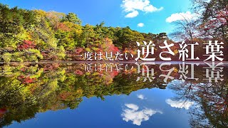 水面に映る幻想世界　「逆さ紅葉」あでやかに　神戸