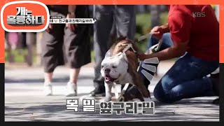 ※딱 두가지만 기억하세요!※ 목 밑, 옆구리 밑! [개는 훌륭하다/Dogs Are Incredible]20191111