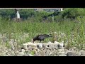 h0024　大分川　餌場にセン、ビビ、カシコ。（ハシボソガラス）oita river　sen bibi kashiko at the feeding ground. carrion crow