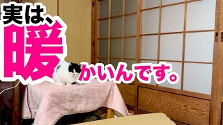 【ねこ動画】この上って実はしっかり暖かいんです。