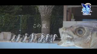 あわしまマリンパーク｢ペンギン流しアジ」篇