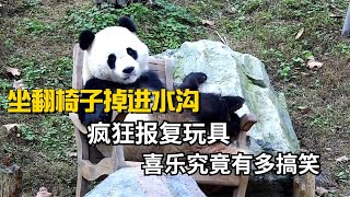 坐翻椅子掉进水沟，疯狂报复玩具，熊猫喜乐究竟有多搞笑？【阿桃情报娱】