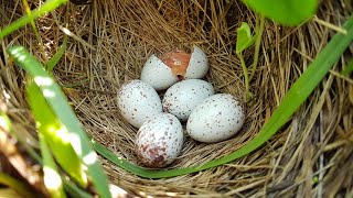 Eastern meadowlark nests