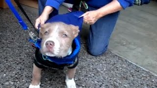 Animal Services Provides Care for Homeless Pets