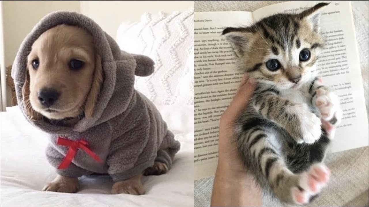 Funny Baby Animals Compilation Cutest Animals Ever Youtube