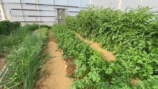 POCONO ORGANICS GREENHOUSE BAY ONE: REGENERATIVE ORGANIC HERBS