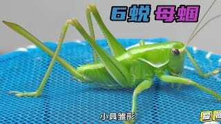 好家伙，一夜之间尾巴变长了这么多，这6蜕母蝈蝈颜值还有点高！