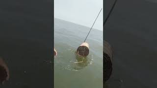 এই যে দেখেন চিংড়ি মাছ  #shorts #fish #viral