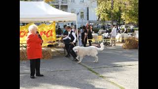 Barangolás Pesten-Budán. Ősz a Városligetben ligetben.