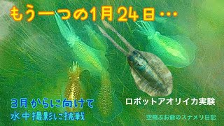 ロボットアオリイカ実験　Robot squid experiment