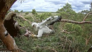 Kaljukotkas~Helju in with  Northern Black Grouse, Margit is nibbling on it~12:37 PM 2022/05/30