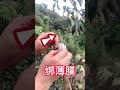 果樹萬能的嫁接技術分享，教你如何嫁接，一看就會的操作過程share the universal grafting technology of fruit trees how to grafting