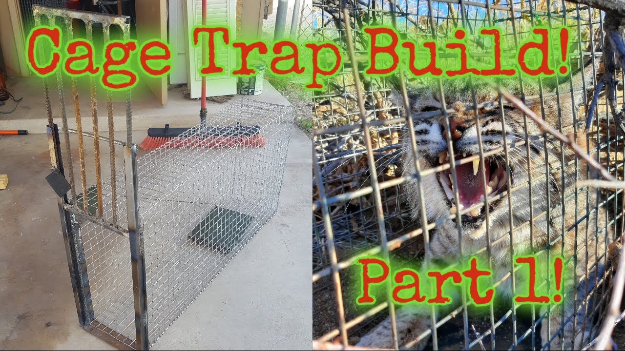 Catching Bobcats In Live Traps At Martha Brugger Blog