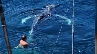 Fisherman Saves Young Whale Caught in Lobster Trap’s Rope