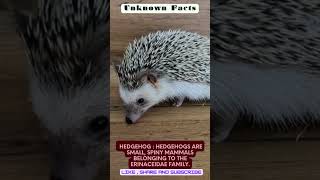 Cute and Spiny: Hedgehogs' Fascinating Nature #shorts #animal #beautiful #the #life #english #like