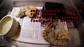 Crotalus mitchellii pyrrhus (southwestern speckled rattlesnake)