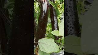 収穫　なすharvested eggplant and cucumber