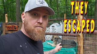 GLAD I SHOWED UP |tiny house homesteading off-grid cabin build DIY HOW TO sawmil