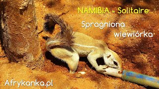 NAMIBIA - Spragniona wiewiórka w Solitaire