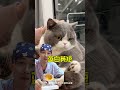 动画片里的猫咪，都是什么品种呢？猫咪品种 养猫知识 动画片的猫