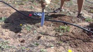Gopher Control in the Vineyard