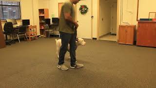 Maverick performs his final CGC test at the PAWS training program!