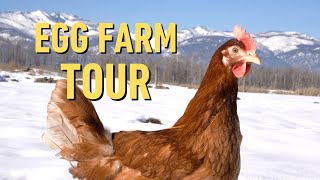 Look Inside a Pasture-Raised Egg Farm - Buck 'N Dave's Eggs in Corvallis, Montana