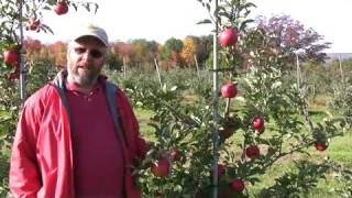 UMass Fruit Advisor, 10/15/08 -- Topaz and blackberries