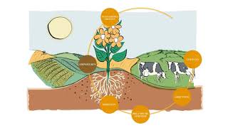 Hicure Biostimulant Launch