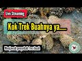 Live Streaming - Kok Kelapa Sawit Buahnya Trex Ya